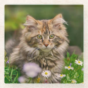 Posavasos De Vidrio Corta y esponjosa galleta de gato gatito en flores
