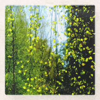 Posavasos De Vidrio Cortina de verano