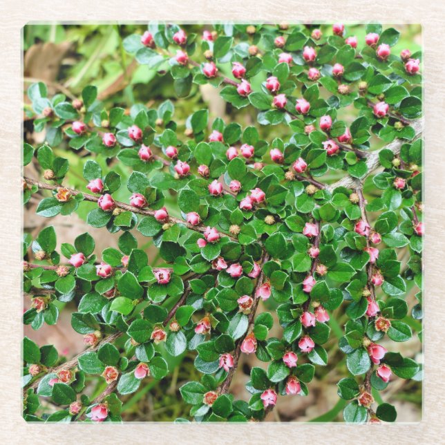 Posavasos De Vidrio Cotoneaster horizontalis (Anverso)