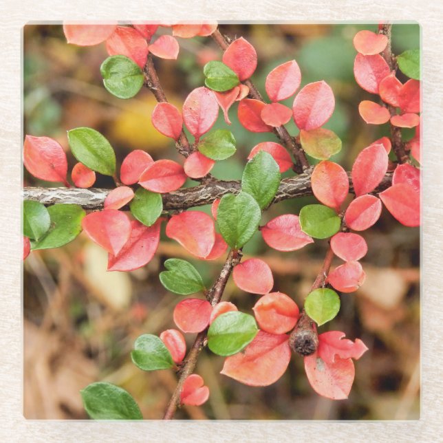 Posavasos De Vidrio Cotoneaster horizontalis (Anverso)