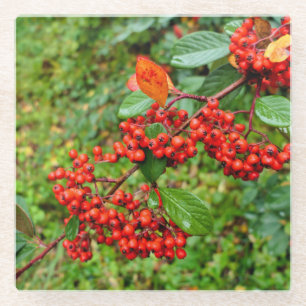 Posavasos De Vidrio Cotoneaster lacteus