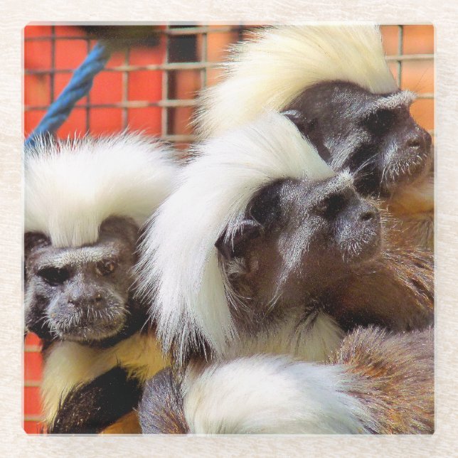 POSAVASOS DE VIDRIO COTTON-TOP TAMARIN MONKEYS (Anverso)