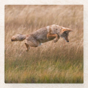 Posavasos De Vidrio Coyote que salta - prados del Gibbon