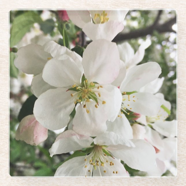 Posavasos De Vidrio Crabapple floreciente (Anverso)