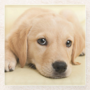 Posavasos De Vidrio Crea tu propia foto personalizada de tu mascota