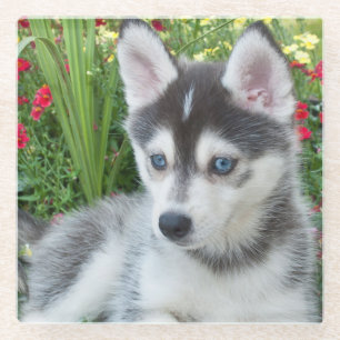Posavasos De Vidrio Crea tu propia foto personalizada de tu mascota