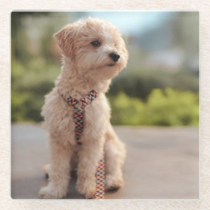 Posavasos De Vidrio Crea tu propia foto personalizada de tu mascota