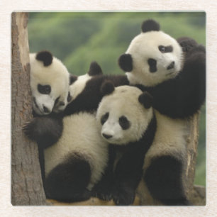 Posavasos De Vidrio Crías de panda gigante Ailuropoda melanoleuca)