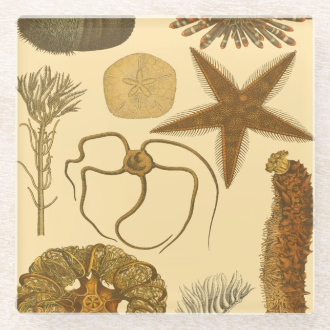 Posavasos De Vidrio Criaturas submarinas (Anverso)