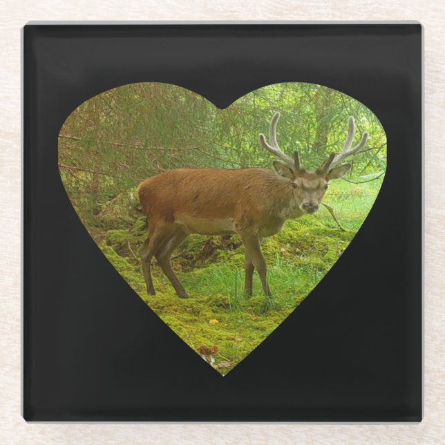 Posavasos De Vidrio Cubierta escayola de vidrio para escalón de ciervo (Anverso)