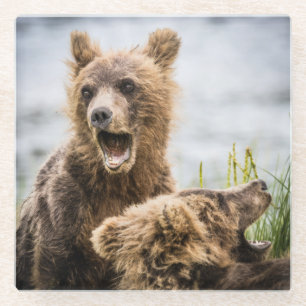 Posavasos De Vidrio Cubos Grizzly Buscando Su Mamá