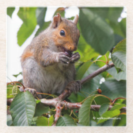 Posavasos De Vidrio Cute Cherry Picando la ardilla gris oriental