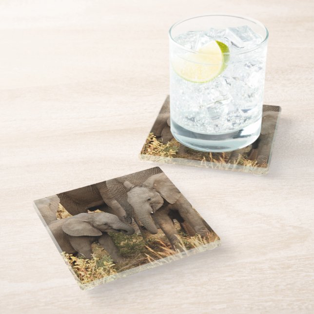 Posavasos De Vidrio Cutest Baby Animals | Two Young Elephants (Angular)