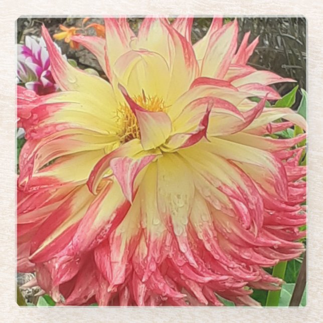 Posavasos De Vidrio Dahlia rosa y amarilla (Anverso)