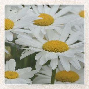 Posavasos De Vidrio Daisies de primavera blanca