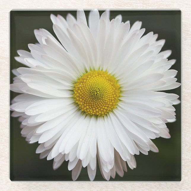 Posavasos De Vidrio Daisy (Anverso)