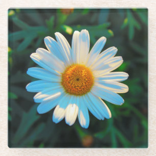 Posavasos De Vidrio Daisy Brillante