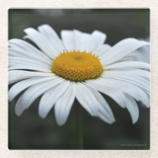 Posavasos De Vidrio Daisy - Cara arriba (Anverso)