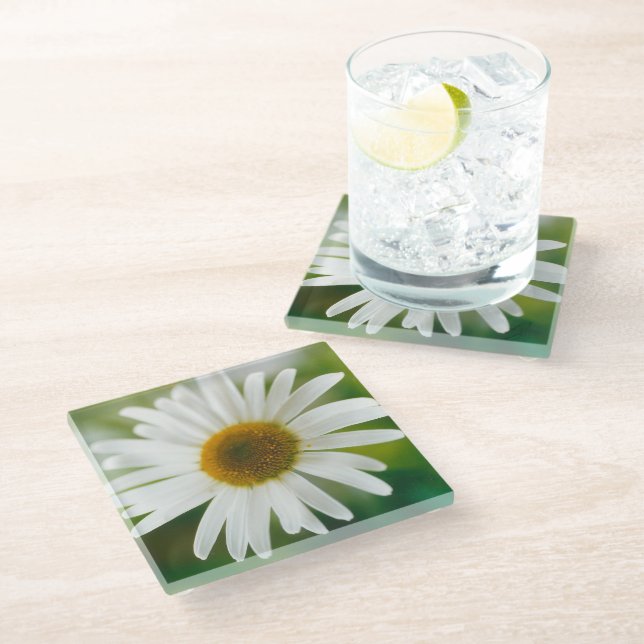Posavasos De Vidrio Daisy de Oxeye blanco - Leucanthemum vulgare (Angular)