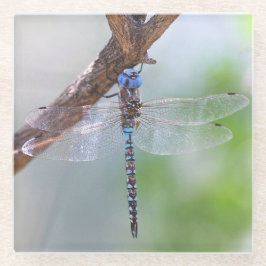 Posavasos De Vidrio Darner Dragonfly de ojos azules