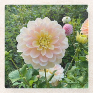 Posavasos De Vidrio Daydreamer Dahlia, flor rosa claro