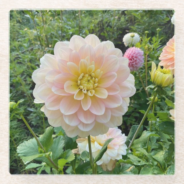 Posavasos De Vidrio Daydreamer Dahlia, flor rosa claro (Anverso)