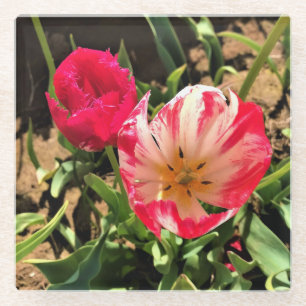 Posavasos De Vidrio Dentro de un tulipán rosa y blanco