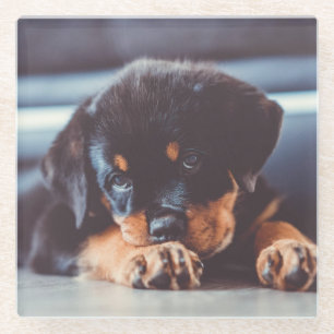 Posavasos De Vidrio Descanso Adorable De Perro Rottweiler