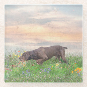 Posavasos De Vidrio Deutsch Drahthaar