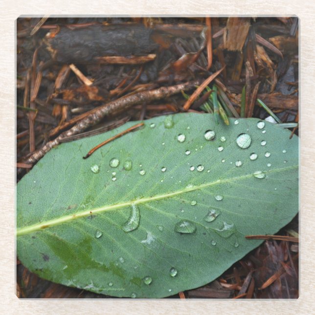 Posavasos De Vidrio Dew Dappling Leaf (Anverso)