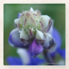 Posavasos De Vidrio Dew Dappling Lupine