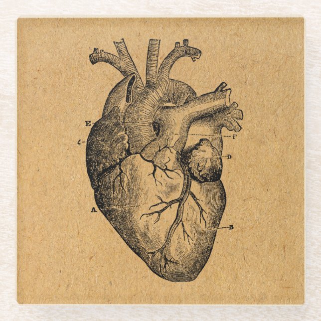 Posavasos De Vidrio Diagrama cardíaco Ilustracion Arte vintage (Anverso)