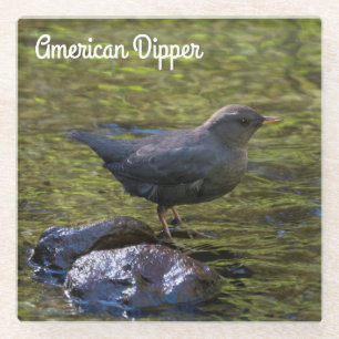 Posavasos De Vidrio Dipper norteamericano