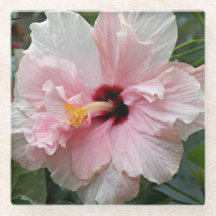 Doble hibiscus floral rosa