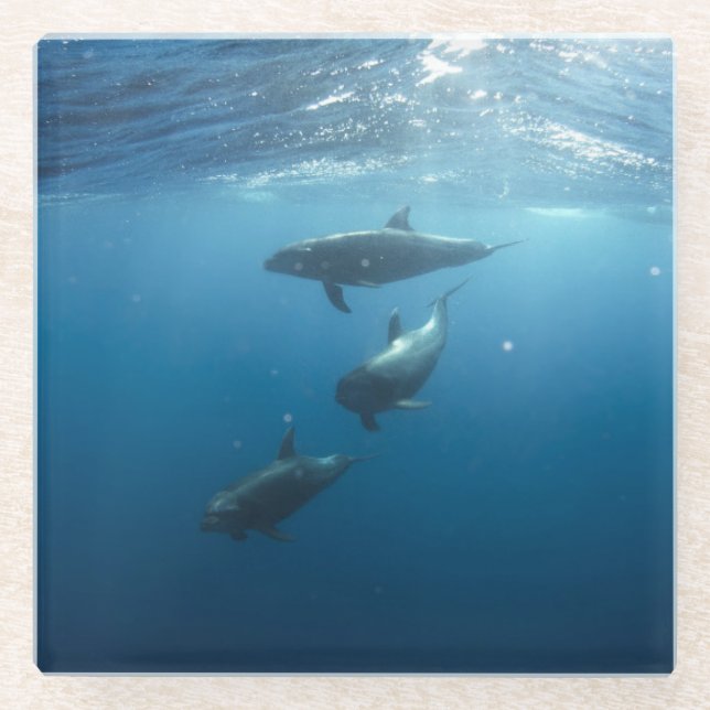 Posavasos De Vidrio Dolphin Family Underwater (Anverso)