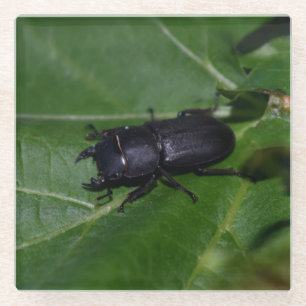Posavasos De Vidrio Dorcus parallelipipedus, el ciervo volante menor