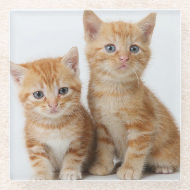 Posavasos De Vidrio Dos gatitos adorables (Anverso)