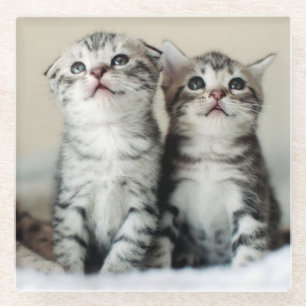 Posavasos De Vidrio Dos gatitos lindos