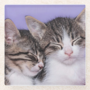 Posavasos De Vidrio Dos gatitos lindos Napping