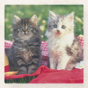 Posavasos De Vidrio Dos gatitos que se sientan en una manta