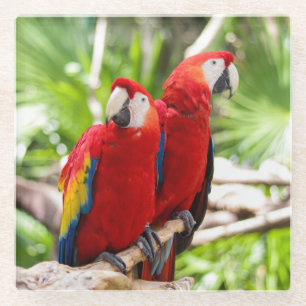 Posavasos De Vidrio Dos loros de colores en una rama de árbol