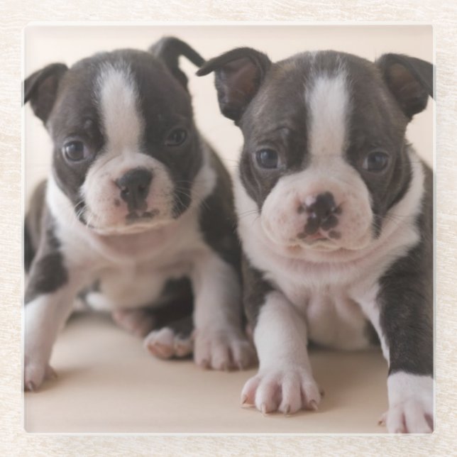 Posavasos De Vidrio Dos perritos de Boston Terrier (Anverso)