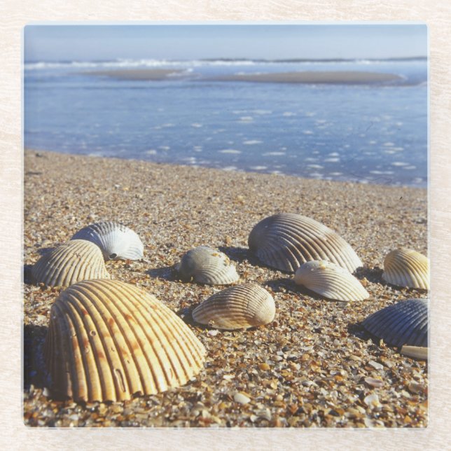 Posavasos De Vidrio EE. UU., Florida, conchas marinas costeras (Anverso)