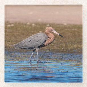Posavasos De Vidrio Egret Reddish en North Beach