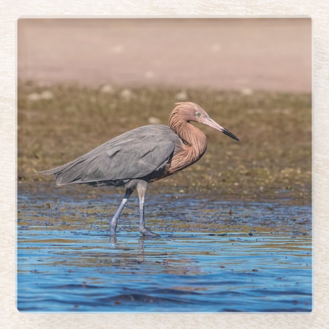 Posavasos De Vidrio Egret Reddish en North Beach (Anverso)