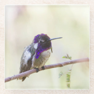 Posavasos De Vidrio El colibrí colgado en una rama