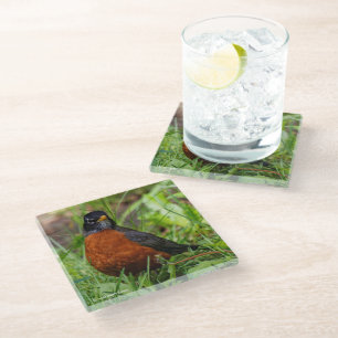 Posavasos De Vidrio El curioso Robin Songbird en la hierba