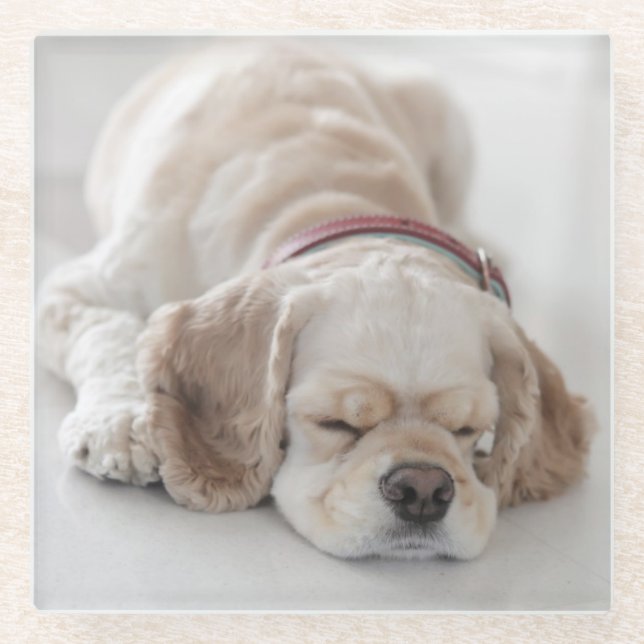 Posavasos De Vidrio El dormir del perro de cocker spaniel (Anverso)
