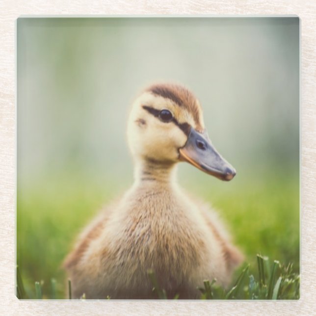 Posavasos De Vidrio El Ducking del pato silvestre del bebé (Anverso)