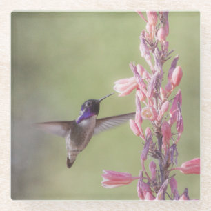 Posavasos De Vidrio El encantador colibrí